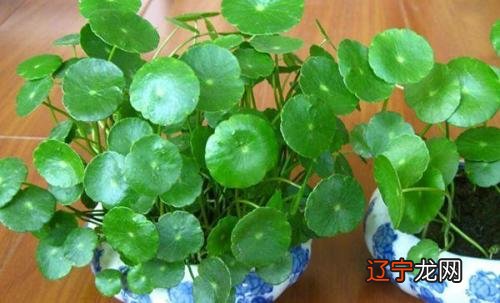 2019年3月23日属什么生肖_2019年7月16属什么生肖_2019年6月五行属什么生肖