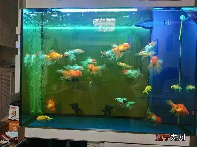 鱼缸水清鱼靓,鱼儿就像是在空气里游动一样?