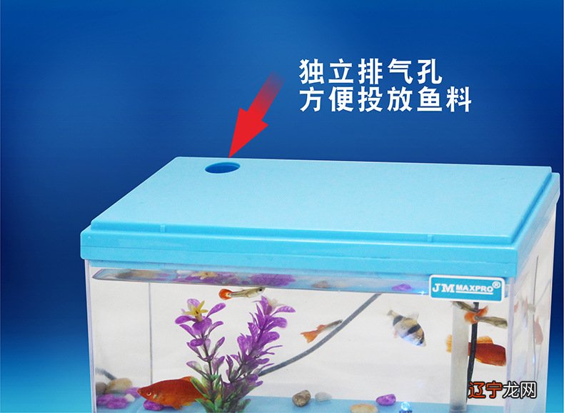 鱼缸水清鱼靓,鱼儿就像是在空气里游动一样?