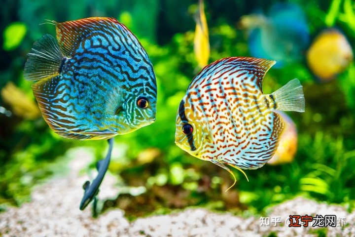 鱼缸水清鱼靓,鱼儿就像是在空气里游动一样?