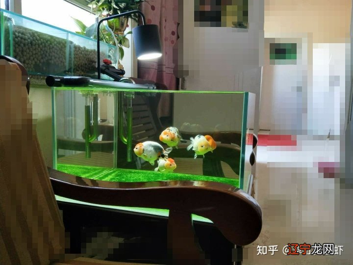 鱼缸水清鱼靓,鱼儿就像是在空气里游动一样?
