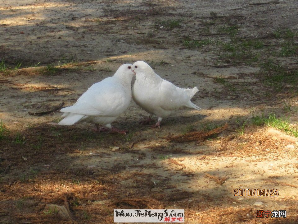梦见买房又退了_梦见自己买房_梦见死去的亲人买房