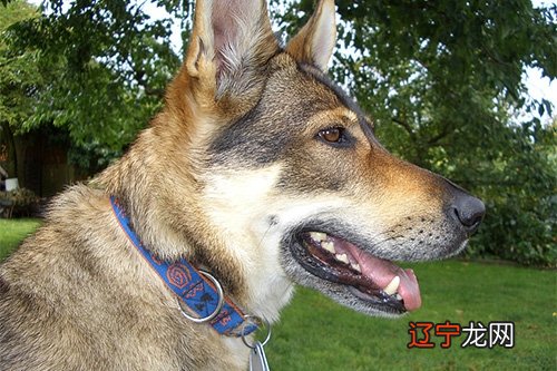 孕妇梦见大狼狗是什么意思？孕妇梦到大