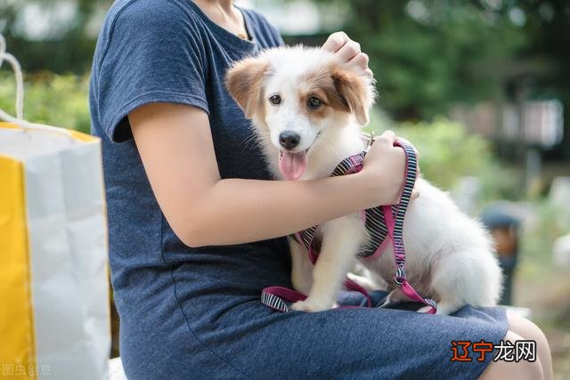 组图 属狗和什么属相不合的资料,你知道吗?