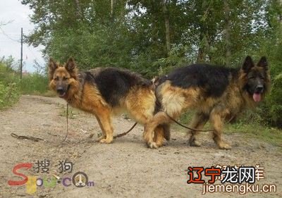 风水堂：梦境内容梦见和妈妈妹妹去商场.看见买狗的.白色的狗.才65一只.