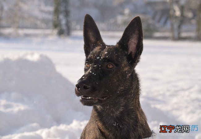 风水堂：梦境内容梦见和妈妈妹妹去商场.看见买狗的.白色的狗.才65一只.