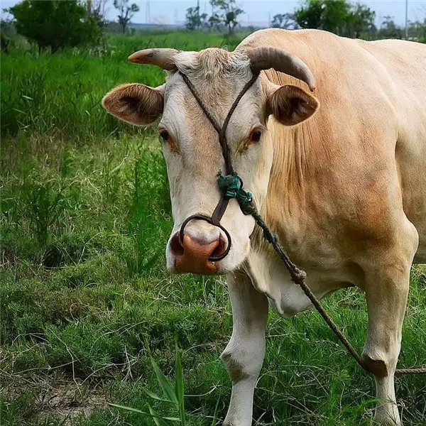 图 98年属什么命，你知道这是怎么回事吗？