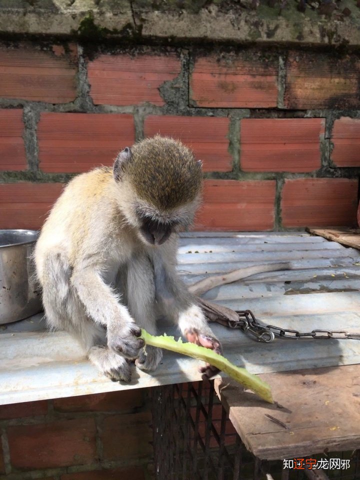 组图 算得您的命重为49两金性巧精神仓库