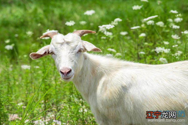 风水堂:属羊的五行属什么