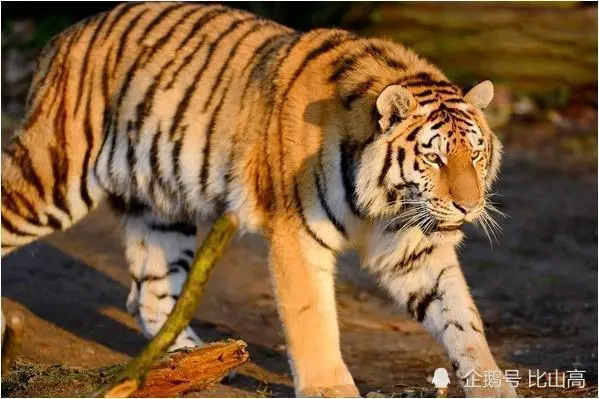 生肖虎适合带什么水晶_25楼适合属什么生肖_属虎的人适合和什么生肖接触