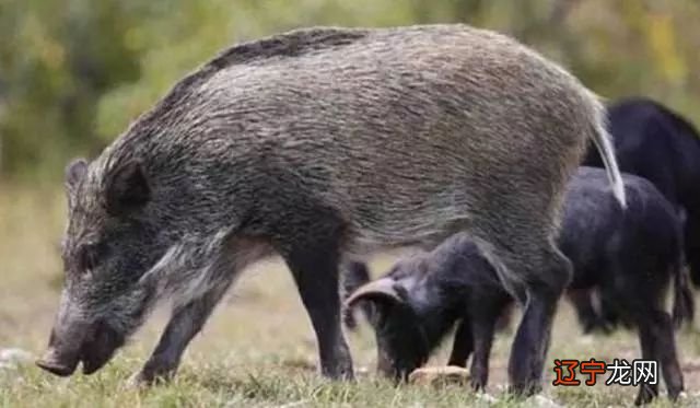 风水堂:1971年的属相猪是什么命