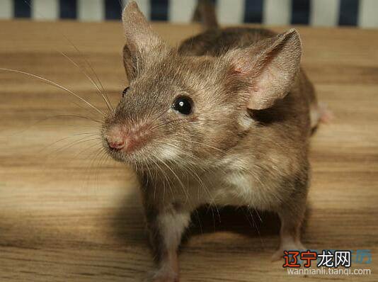 梦见和鼠仙交谈_孕妇梦见猫吃鼠_梦见鼠群