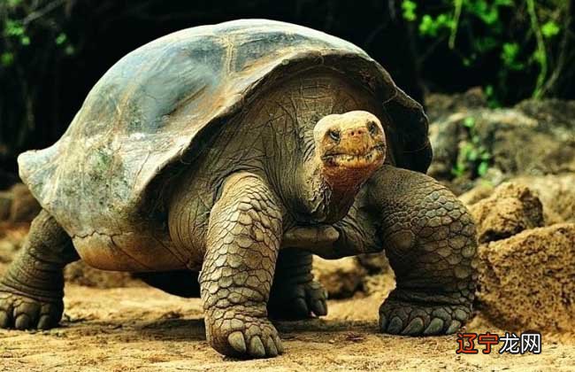 从星座占卜你符合你性格的动物,准到爆!