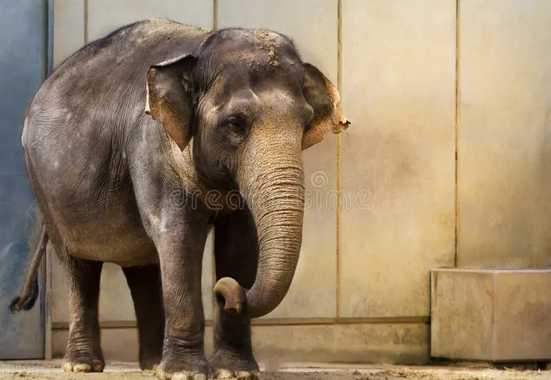 从星座占卜你符合你性格的动物,准到爆!