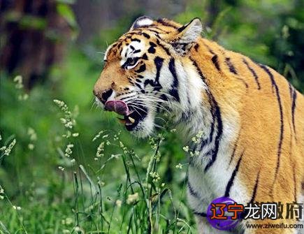 这一年出生的生肖，会变得更好还是变得更差还是更差