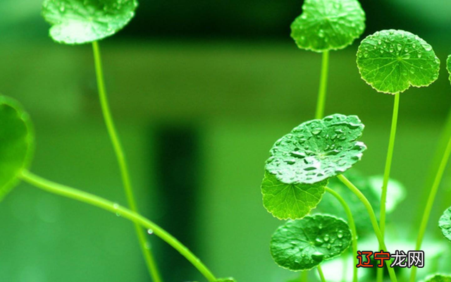 2月14日哪三个生肖过完情人节，好运开始大爆发