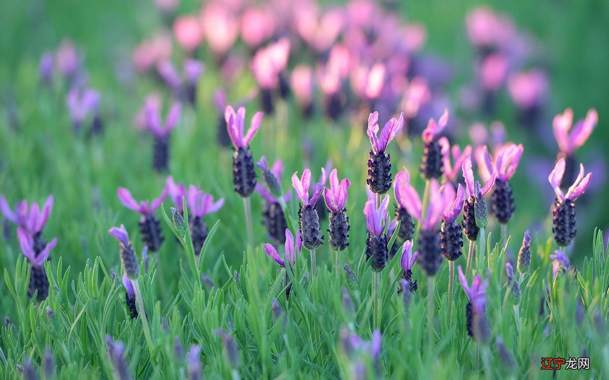 图 未来7天狮子座之人出门在外,让人无语!