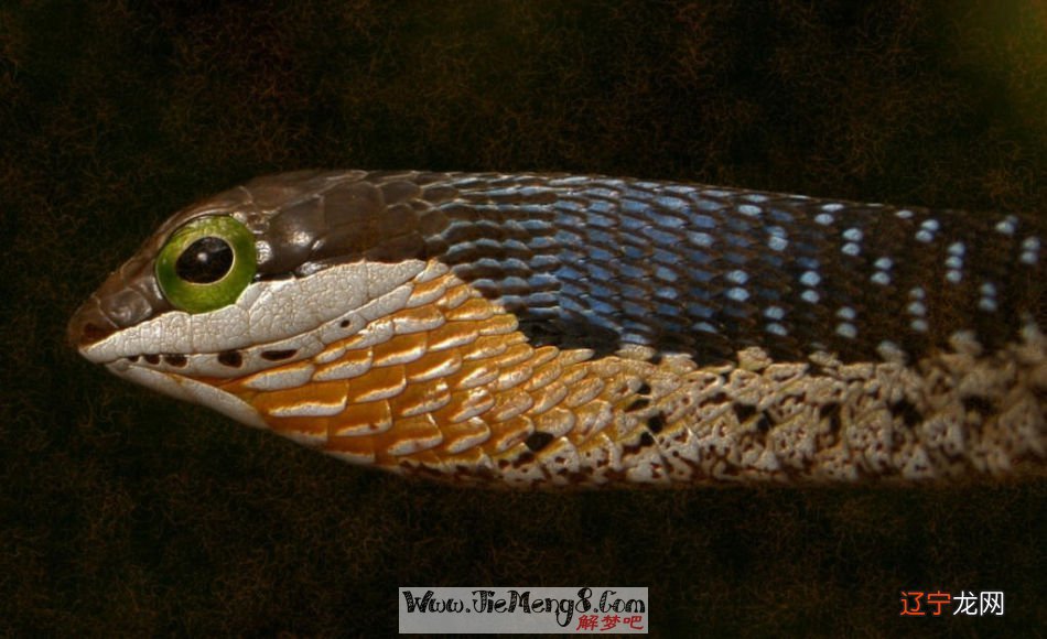 做梦梦见别人被蛇咬怎么办？周公解梦小编告诉你