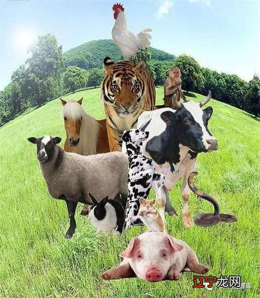 阳历还是阴历算出来的,连自己的生肖都搞不清楚