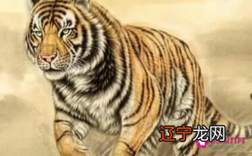 生肖兔与虎的婚姻状态就是最好的生肖猪人