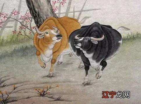 图 癸丑生肖属什么 属牛的朋友性格踏实敦厚，忠诚老实做事情认真负责