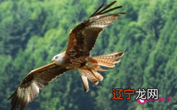 风水堂：梦见鹰落捉鸟，预示事业成功