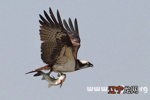 风水堂：梦见鹰落捉鸟，预示事业成功
