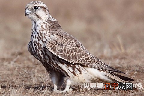 风水堂：梦见鹰落捉鸟，预示事业成功
