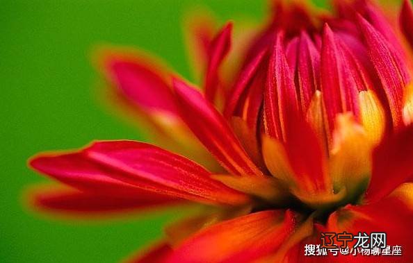 属羊的人忌佩戴什么生肖配件_2012年属什么生肖五行属什么_属猪的忌方向