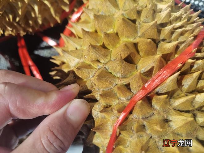 孕妇可以吃羊杂和狗肉吗_见买吃狗肉_吃了狗肉隔多久可以吃绿豆沙