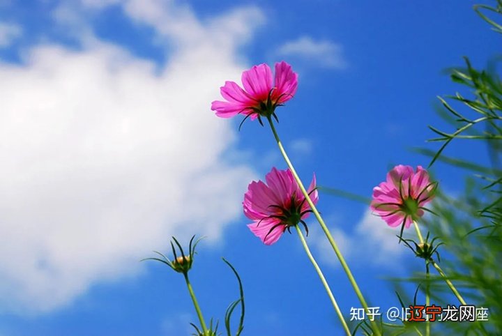 组图 12星座2021年运势如何?事业运势分析!