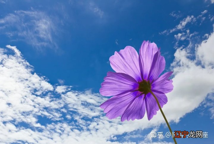 组图 12星座2021年运势如何?事业运势分析!