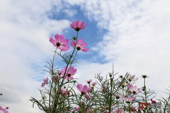 组图 12星座2021年运势如何?事业运势分析!