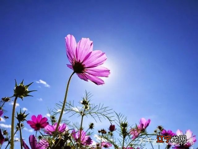 组图 12星座2021年运势如何?事业运势分析!