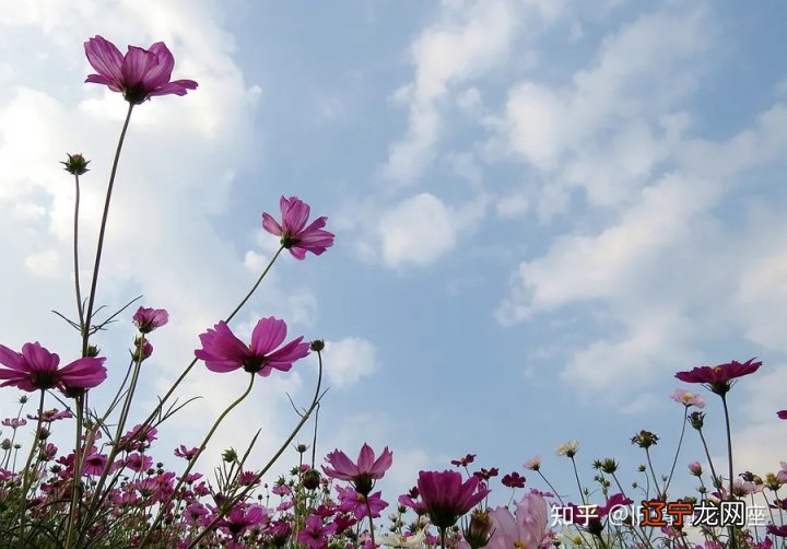 组图 12星座2021年运势如何?事业运势分析!