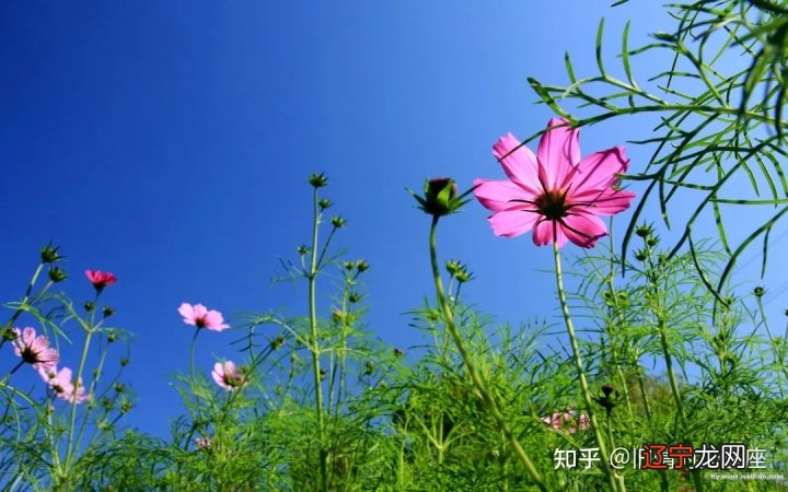 组图 12星座2021年运势如何?事业运势分析!