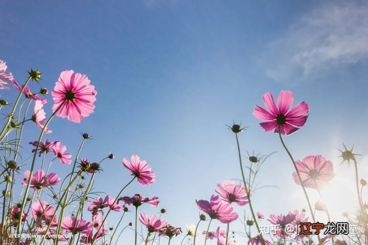 组图 12星座2021年运势如何?事业运势分析!