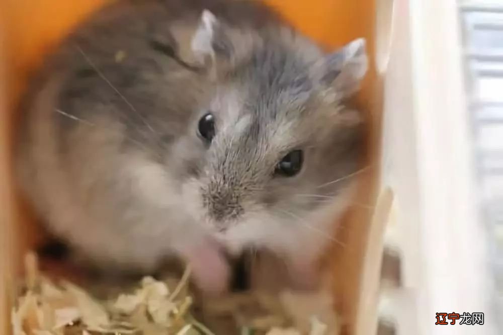 2020年犯太岁的生肖,看看你和家人中招了吗?