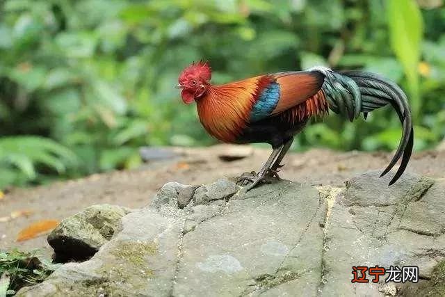 2020年犯太岁的生肖，看看你和家人中招了吗？