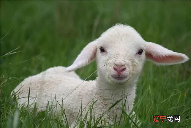 2020年犯太岁的生肖，看看你和家人中招了吗？