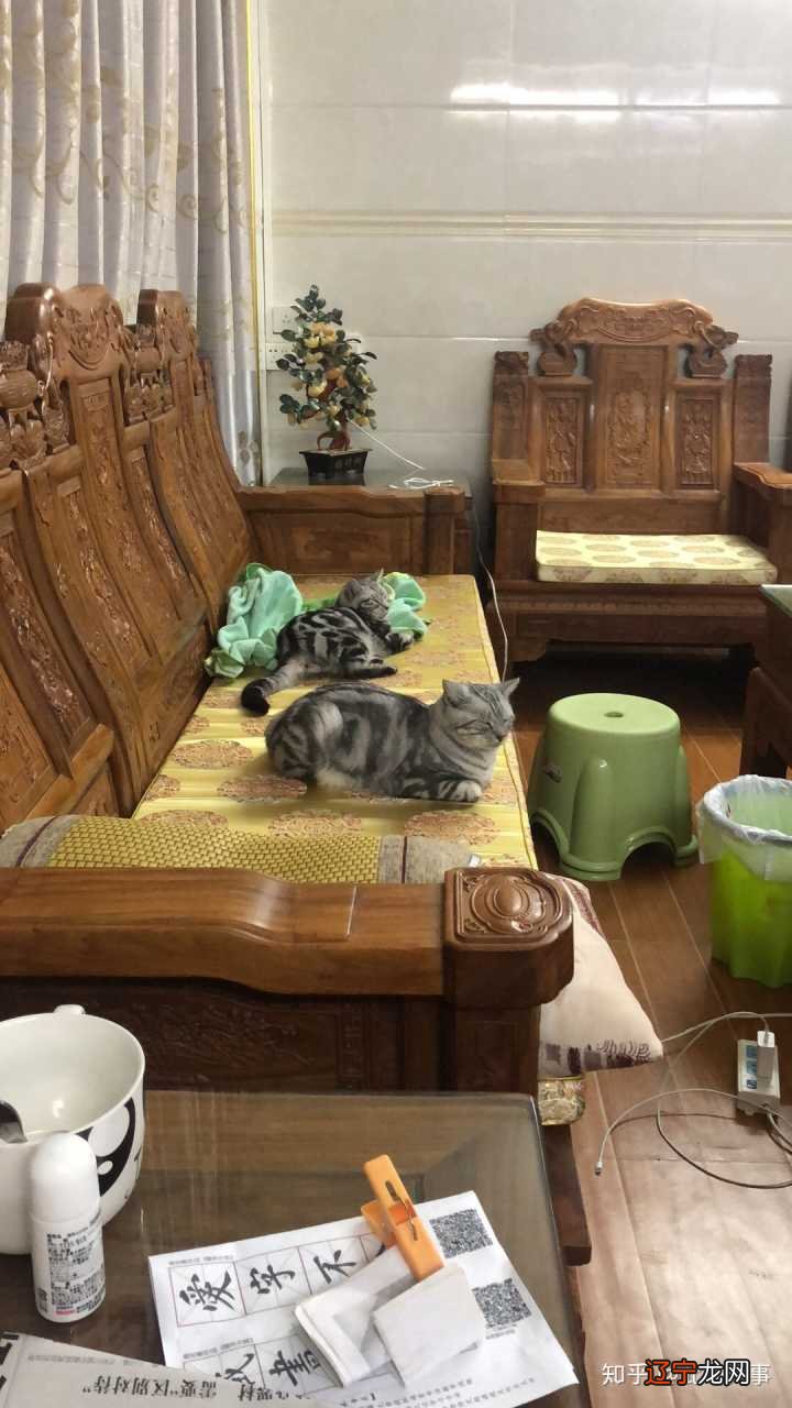 什么地方适合养猫养猫的人适合