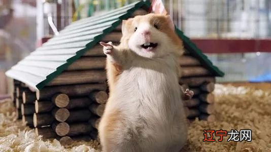 贵星太多,防欺人太甚到时则会如命理所说的生肖