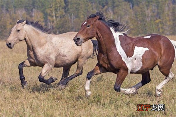 梦见包一头马_马晓灿蘑菇头_梦见1头黑猪和5头白猪