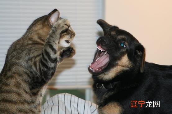 风水堂:什么是梦见狗猫?
