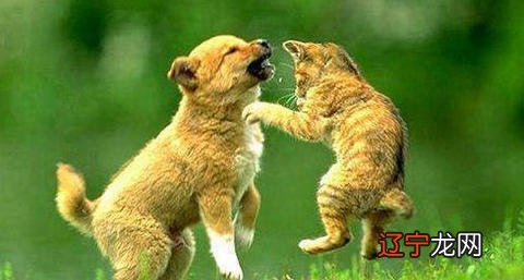 风水堂:什么是梦见狗猫?