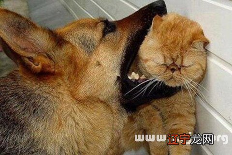 风水堂:什么是梦见狗猫?