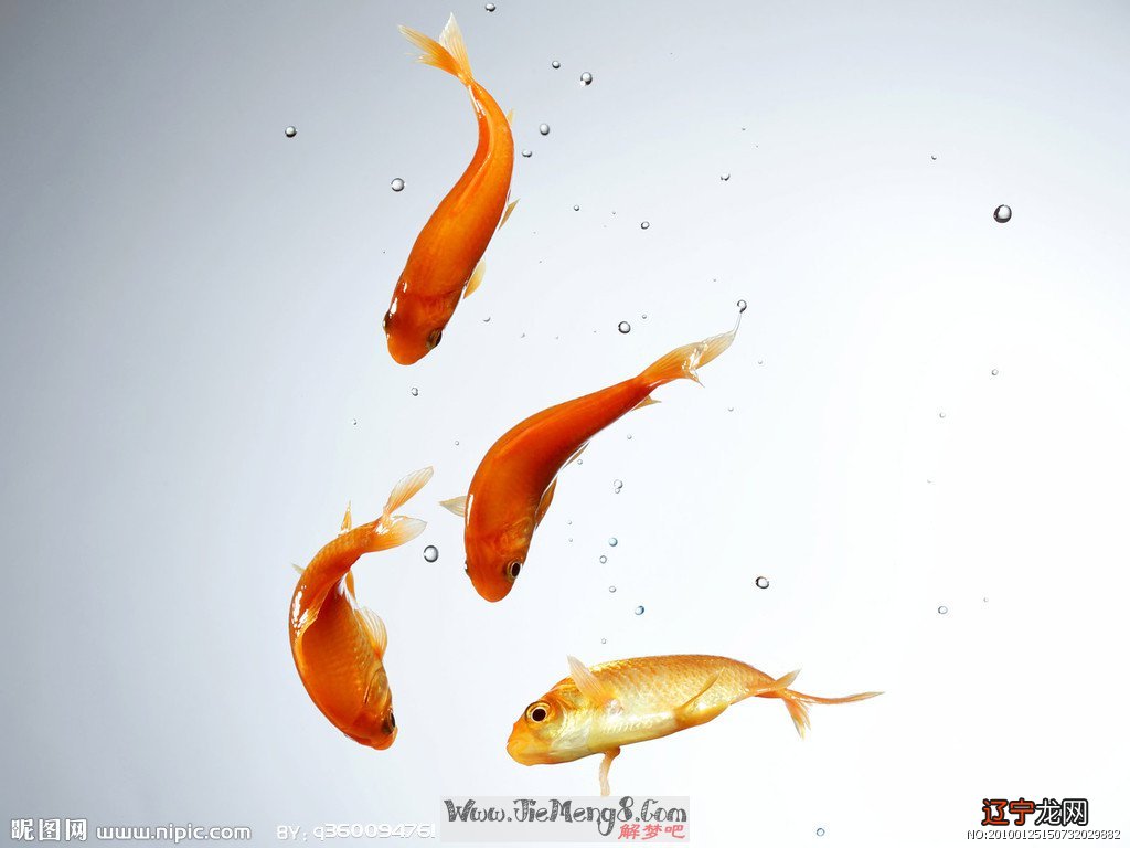 梦见金鱼_梦见金鱼在水里游_梦见好多金鱼跳入水中