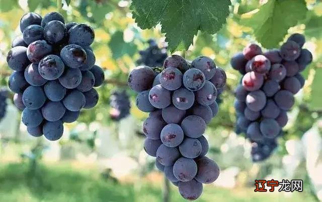 十二生肖属相个性_生肖属相大全_12生肖属相配对