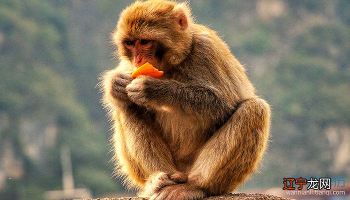 属猴的2022年实际年龄78岁，虚岁79岁