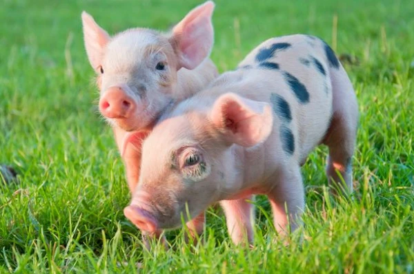 两口子有一人属马，婚后恩爱甜蜜，富贵百年的生肖